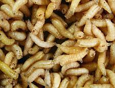Illustration for article titled How forensic pathologists used maggots to identify an "unrecognizable" body